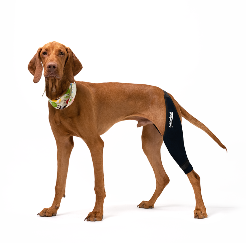 Patellar luxation brace for hot sale dogs