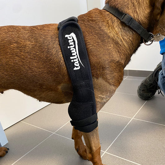 Patella Problems? Luxating Patella Dog Brace Solutions Revealed