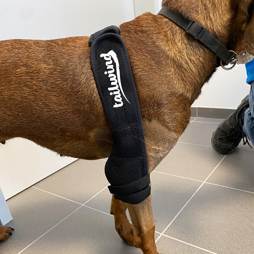 Strategies for Dogs Wearing Knee Braces – Tailwindpets