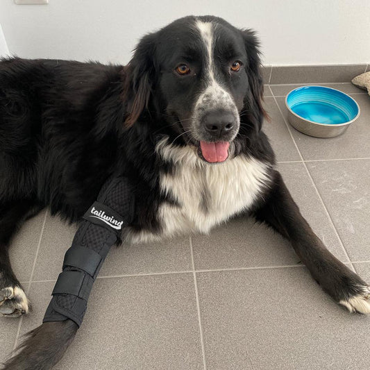 Maintaining Canine Wellness with Knee Braces