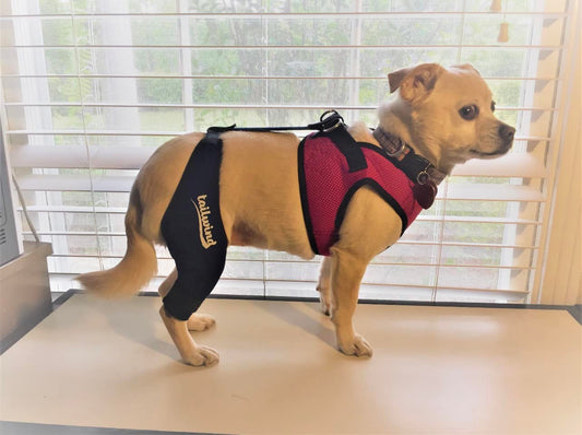 The Canine Knee Dilemma: Are Dog Knee Braces Worth It?