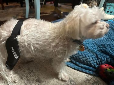 Taking Steps Towards Healing: Examining the Role of Knee Braces for Dogs