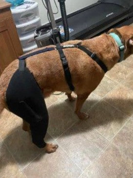 The Evolution of Dog Knee Brace Technology