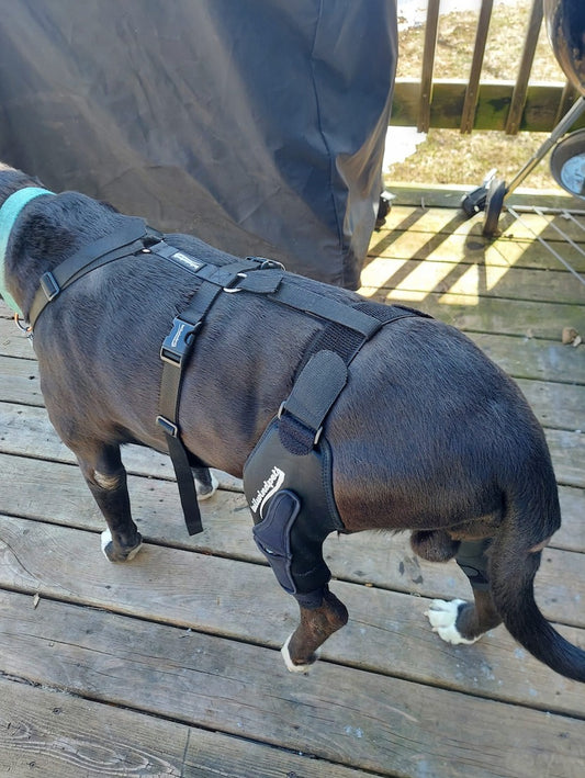 Invest in Your Dog's Well-being: The Power of Dog Knee Braces