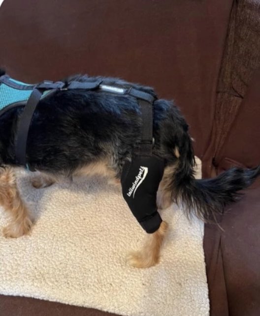 Dog Knee Brace Options and Their Benefits