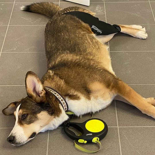 Unveiling the Power of ACL Knee Braces for Dogs