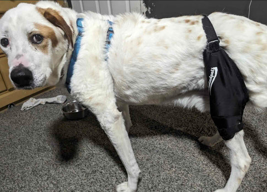 How Dog Knee Braces Aid Mobility and Wellness