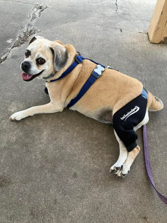 Exploring the Benefits of Dog Knee Braces for Canine Health