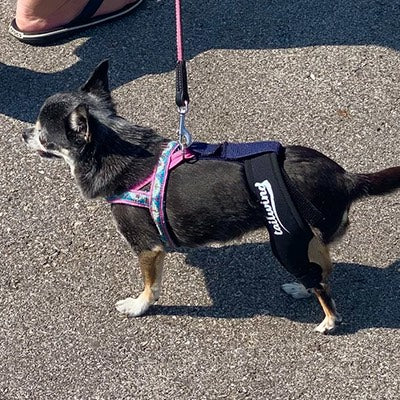 Hinged Knee Braces for Canine Comfort