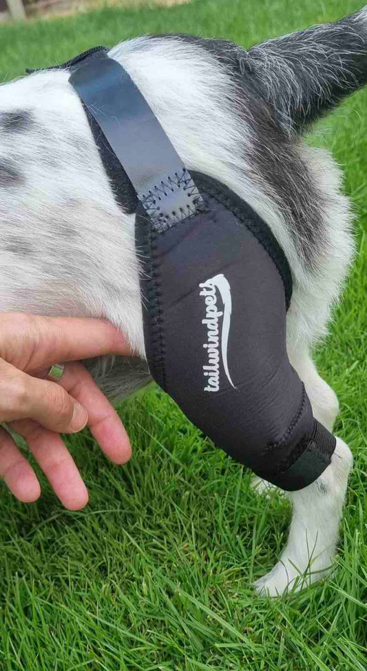 A Comprehensive Look at Dog Knee Support