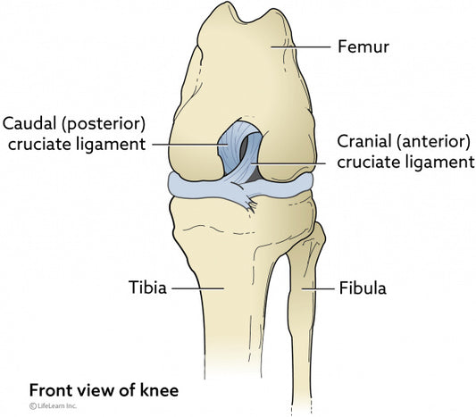 My dogs knee is hurt what to do?