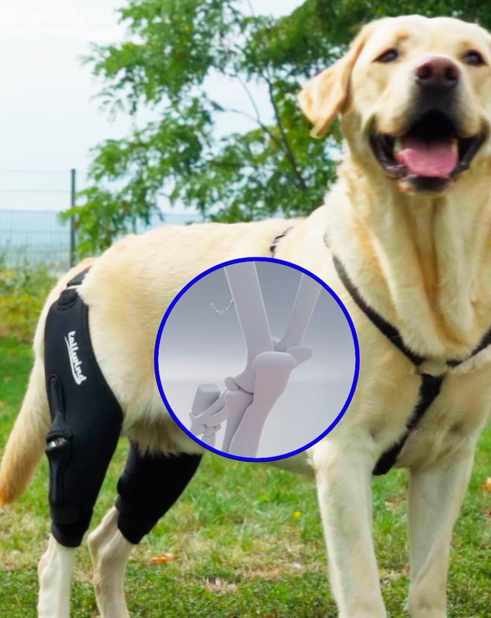 Interview about Dog Knee Injuries with an Expert – Tailwindpets