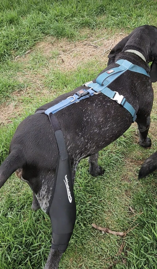 The Ultimate Guide to Dog Knee Braces