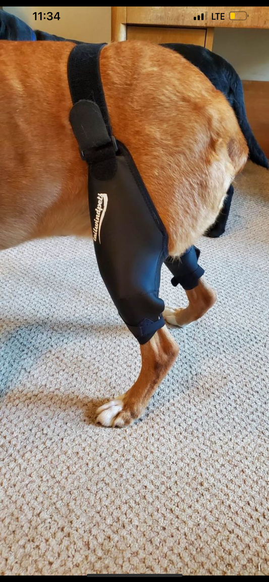 Revolutionize Your Dog's Mobility Journey with Knee Braces