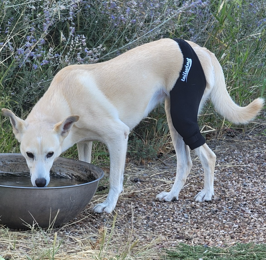 Navigating Dog Knee Brace Options