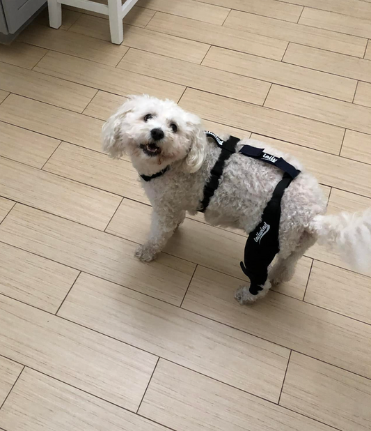 Step Towards Recovery: The Benefits of Dog Knee Braces for Canine Injuries