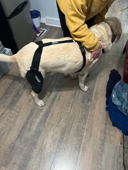 Empowering Your Dog's Recovery: The Role of Dog Knee Braces