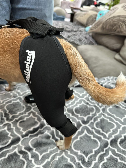 Enhance Your Dog's Comfort with a Knee Brace