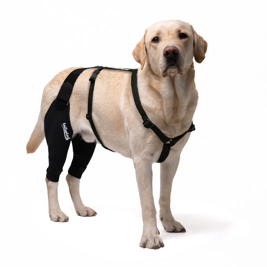 Dog Knee Brace for Torn ACL