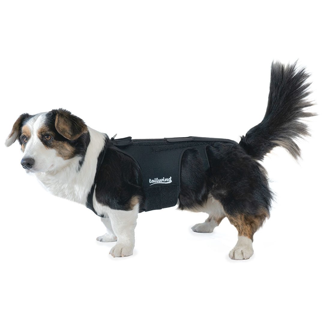 Large dog back outlet brace