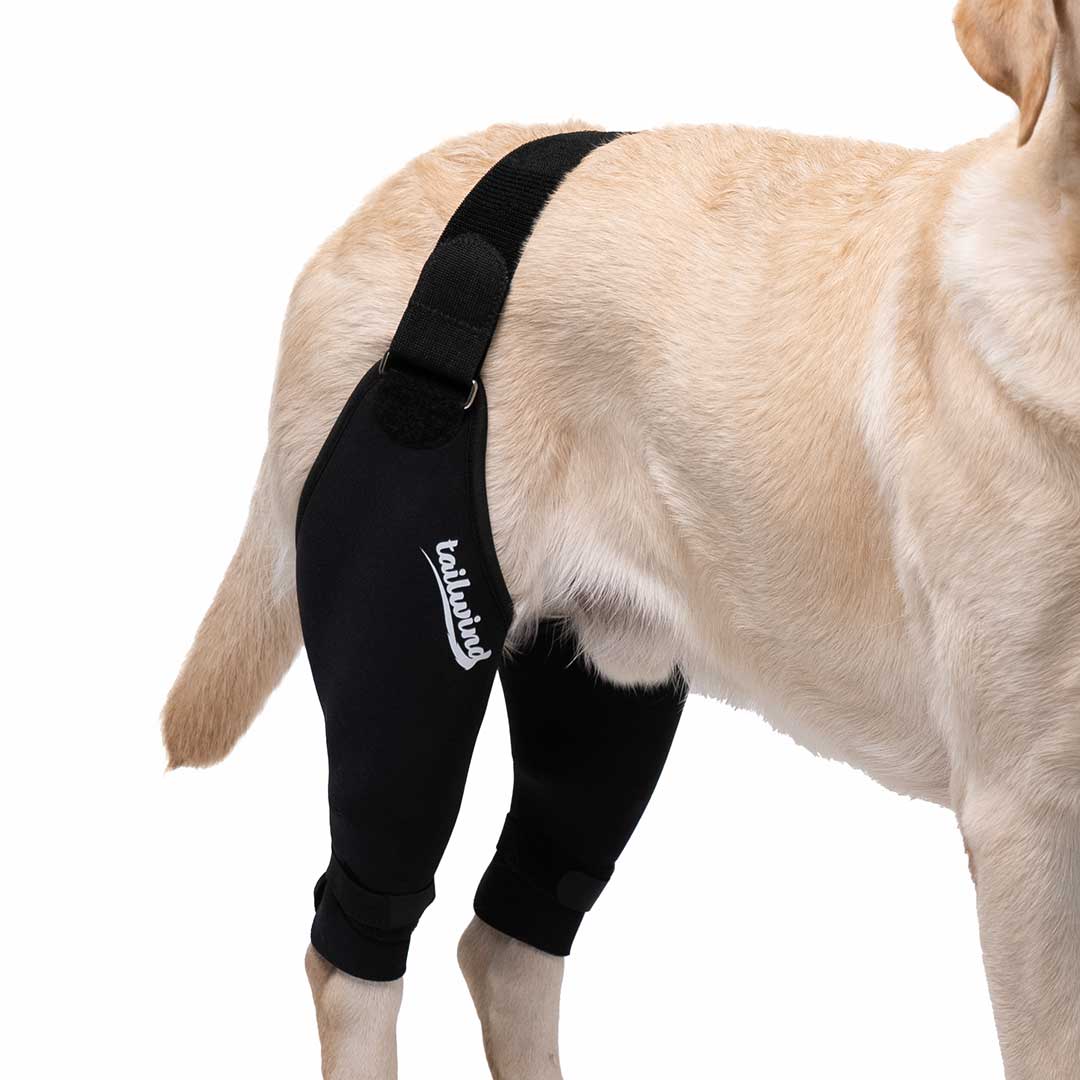 Tailwindpets Cruciate Dog Knee Brace and Harness — ZOOMADOG