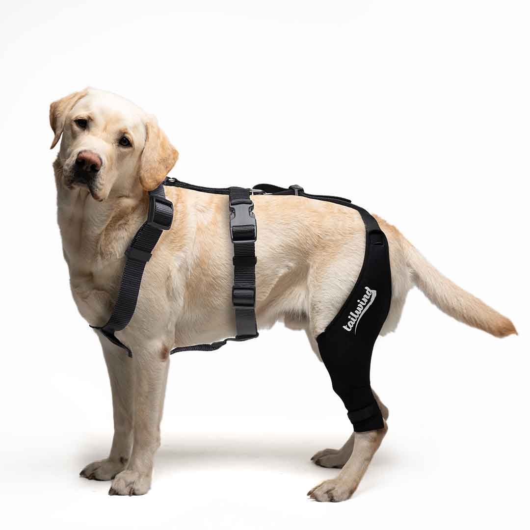 Dog Knee Brace Cruciate Support Tailwindpets