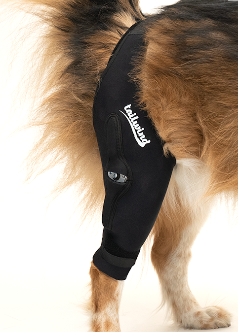  Rear Dog Leg Brace One Pair Heals Hock Joint Wrap Sleeve for  Hind Legs(XL/Grey) : Pet Supplies